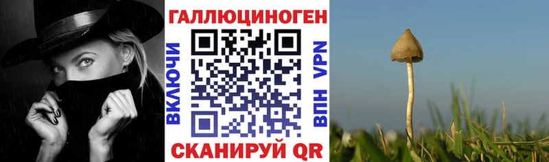 Псилоцибиновые грибы Psilocybine cubensis  где можно купить   hydra зеркало  Обоянь 